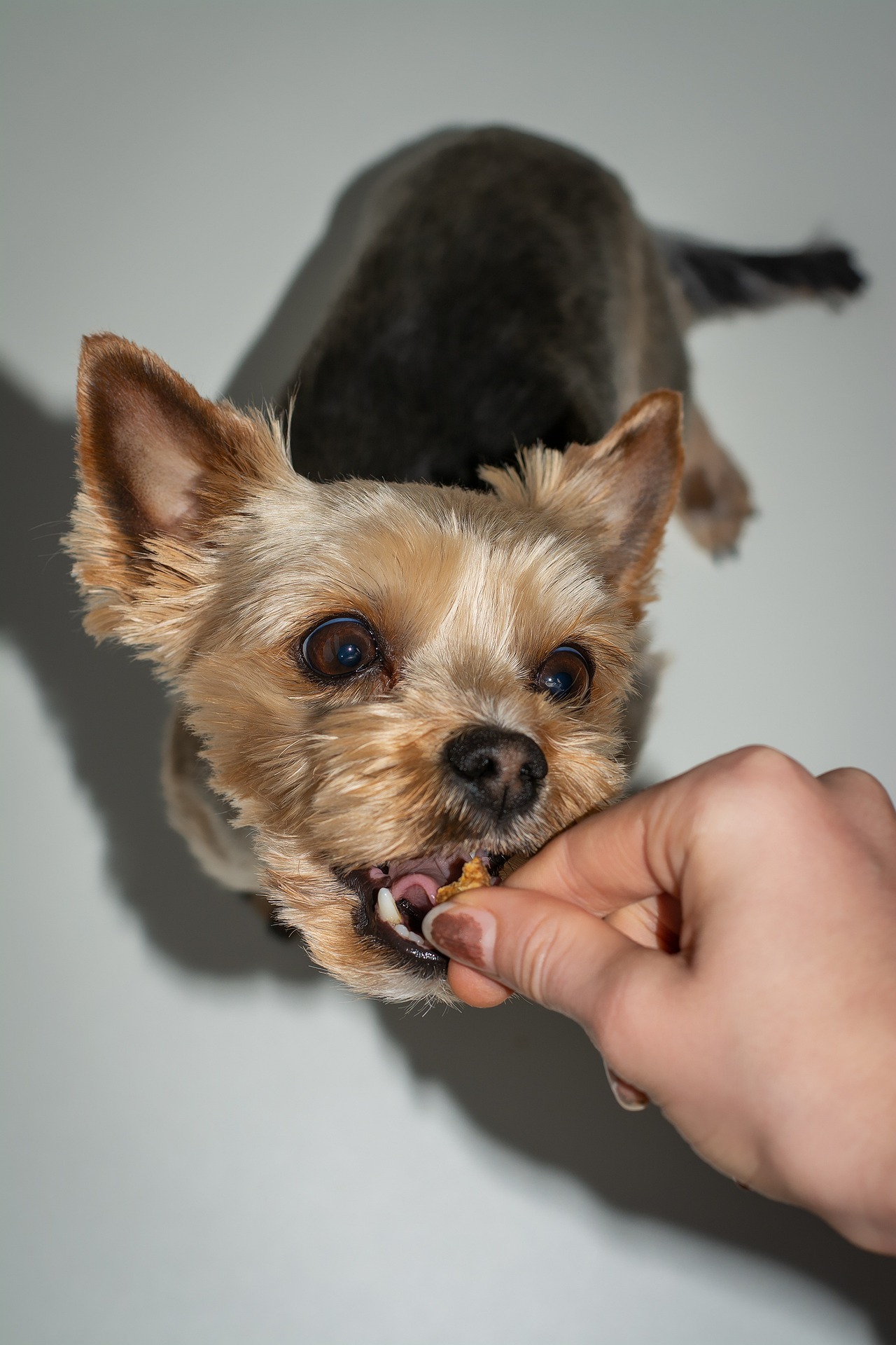 Hund erhält Leckerchen