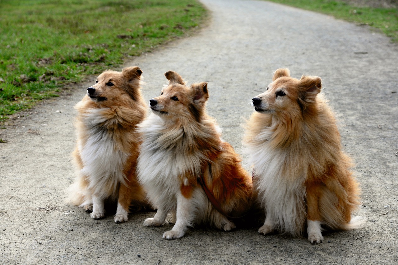Hunde trainieren