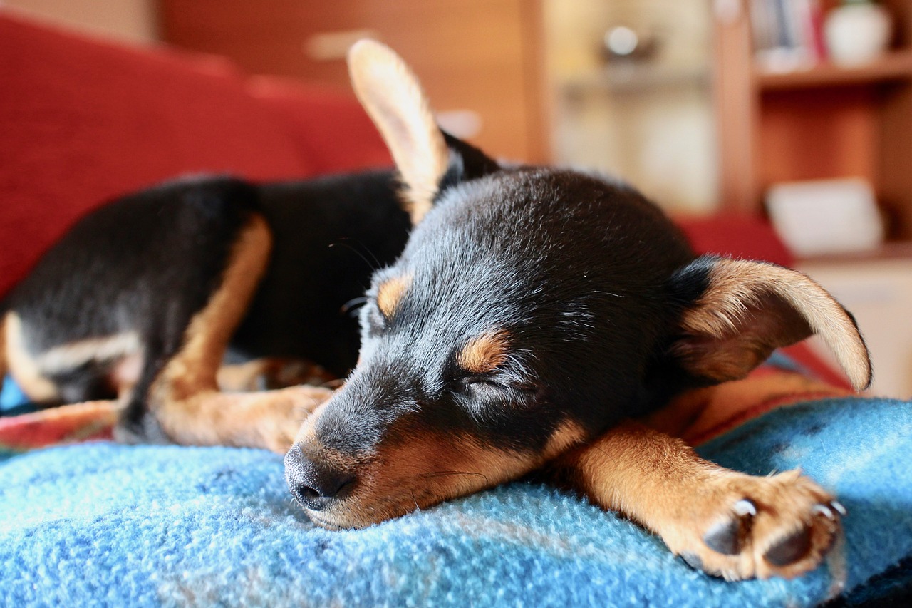 schlafender hund