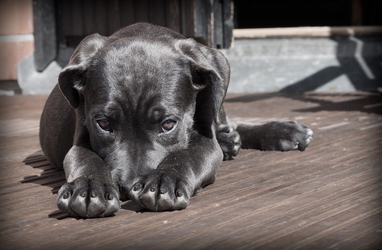 Labrador Welpe
