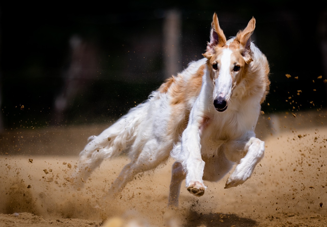rennender hund
