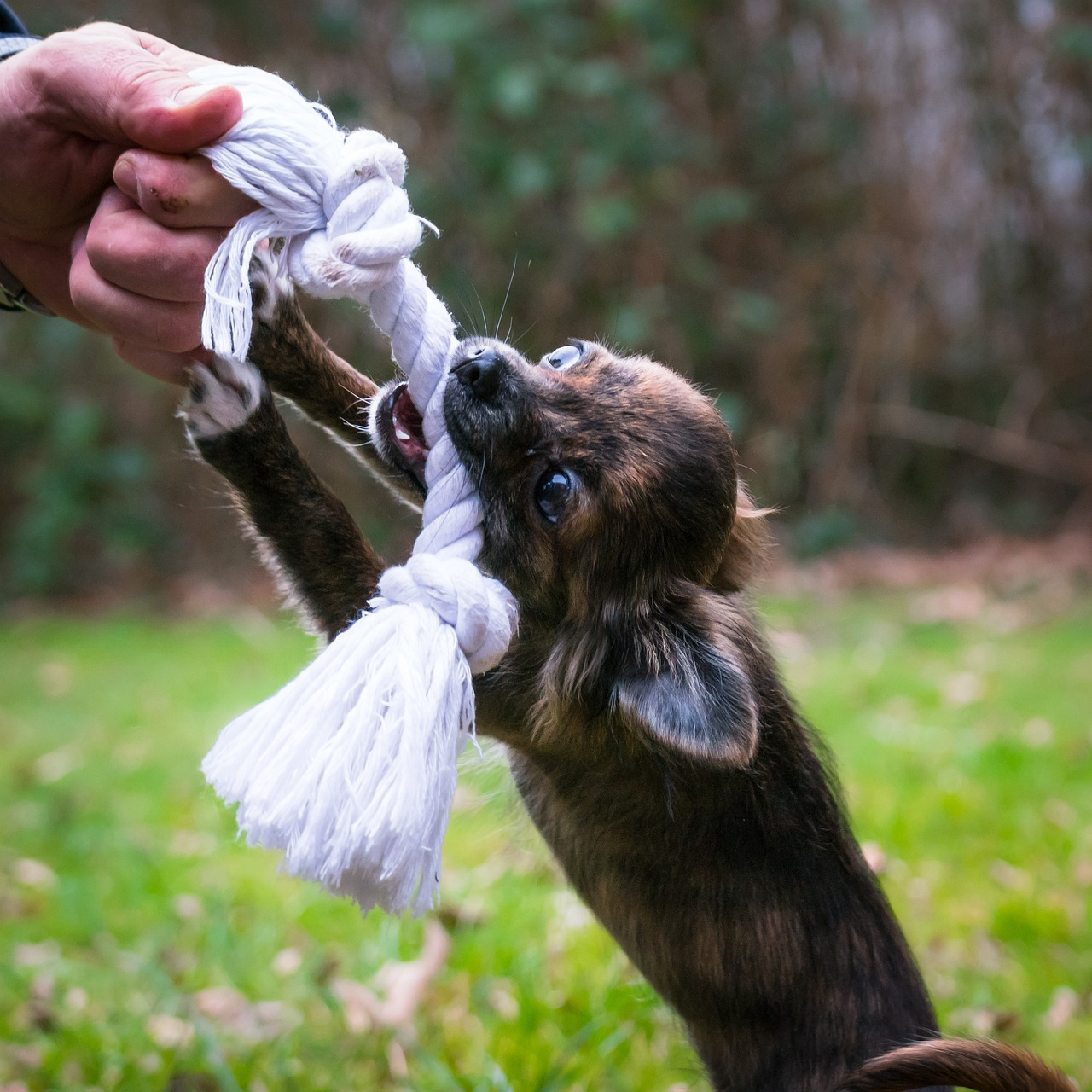 Spielsequenz mit Chihuahua